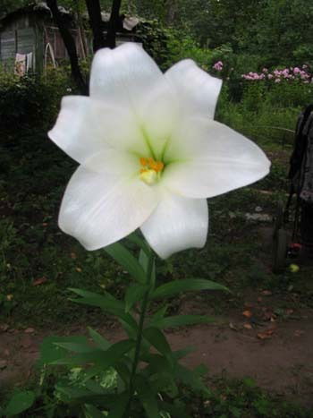 Айнура Рахманова