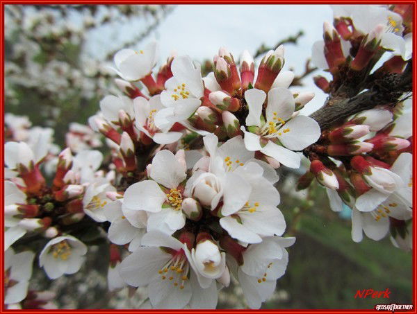 Елена Иванова