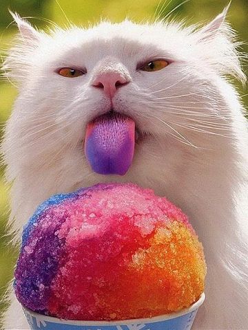 Екатерина Шатунова