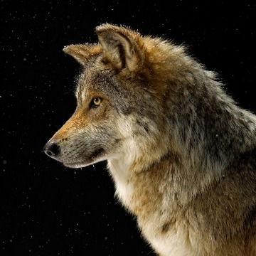 Сергей Долиньчук