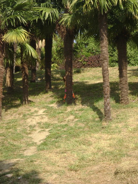 Олеся Олеся