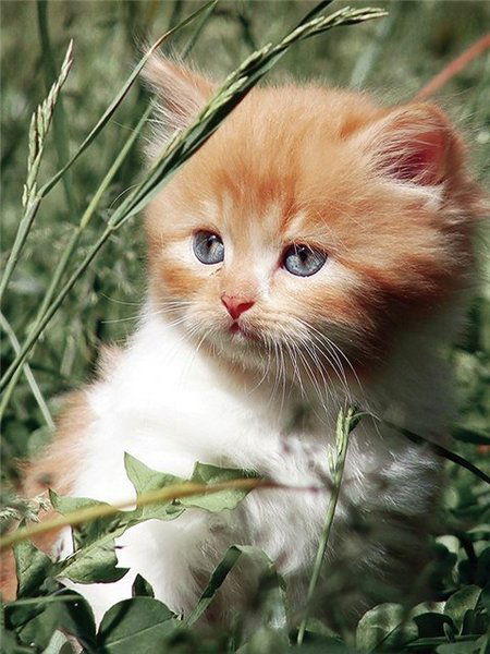 Светлана Бессарабенко