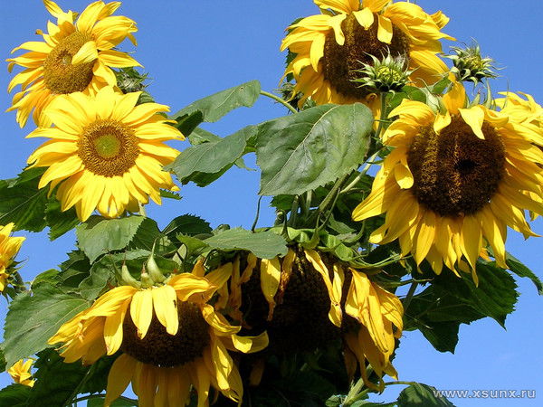 Ольга Махиборода