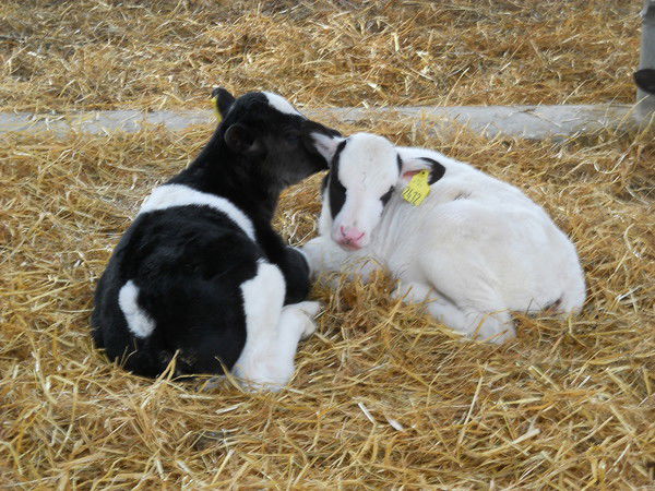 Людмила Турмович