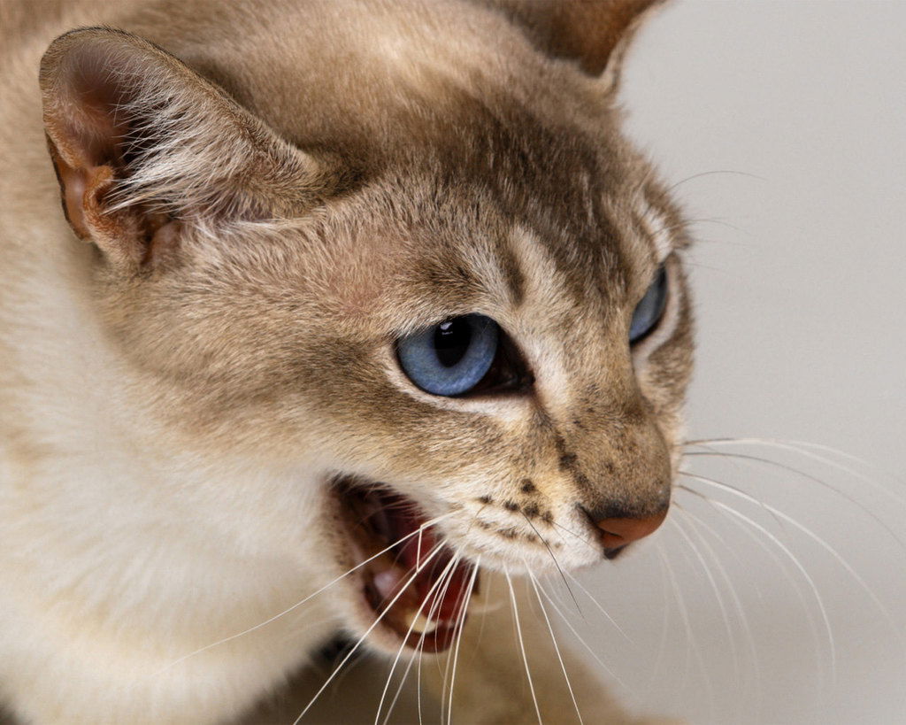 Ольга Малышева