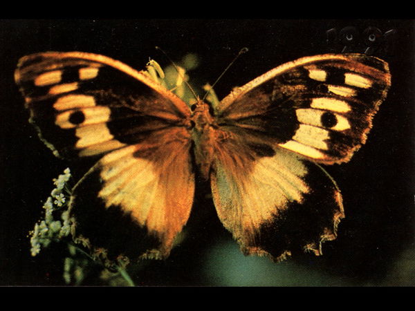 Марина Шакирова