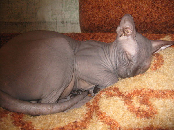 Михаил Востренков