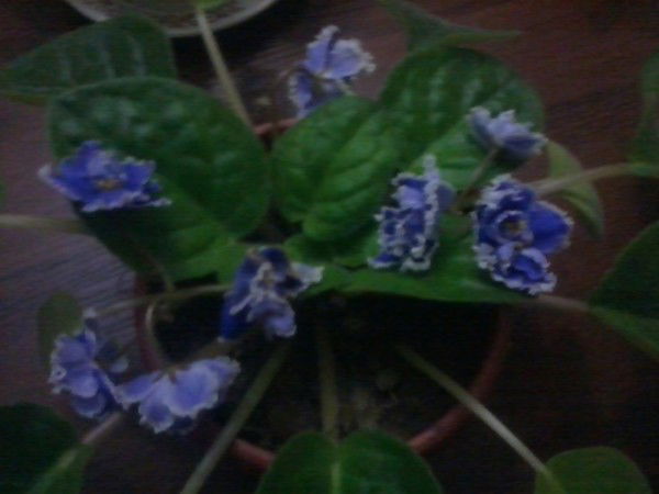 Дамира Исмазова