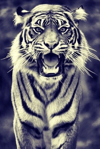 Чулпан Валиахметова