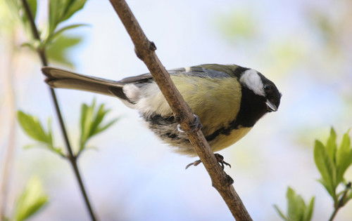 Андрей Маслов