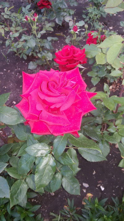 Лариса Браун