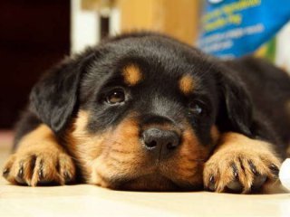 **мулатка*** ************