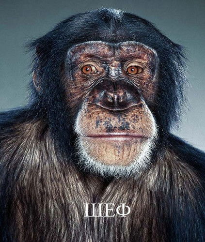 Андрей Сухарев