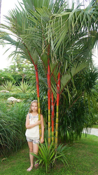 Детка В Кедах