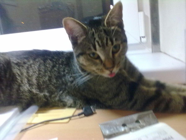 Инна Голобородько