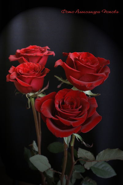 Луиза Хазяйка