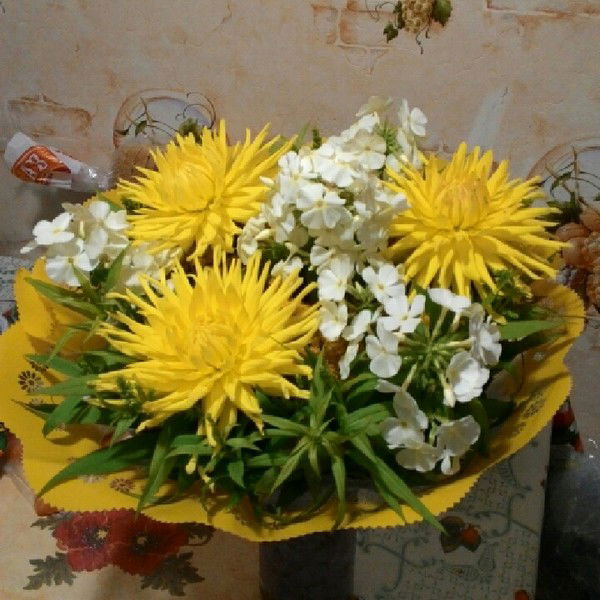 Светлана Петрова