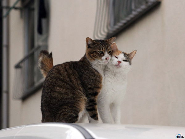 Настя Селькова