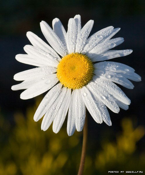 Роман Алексеев