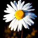 Роман Алексеев