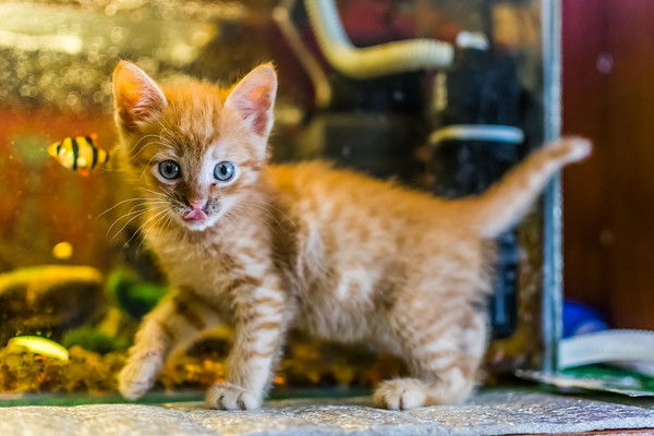 Александр Семенцов