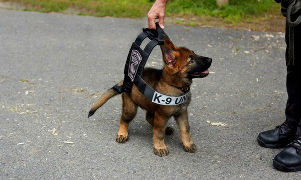 Юлия Антонова