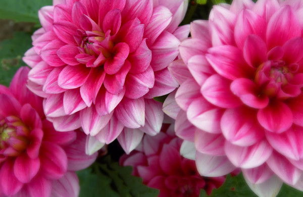 Гулбахыт Балтабай