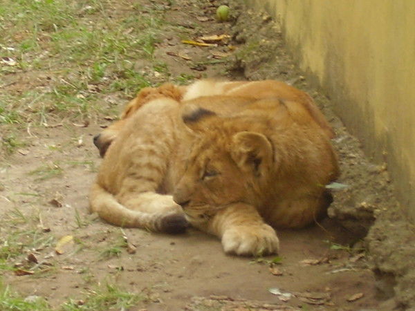 Александр Геша