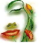 Алла Водянова