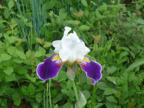 Астра Астра