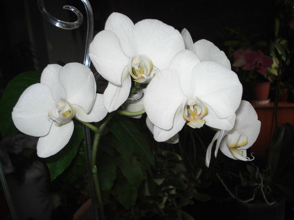 Виктория Загонова