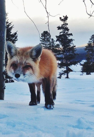 Кристина Елизарова