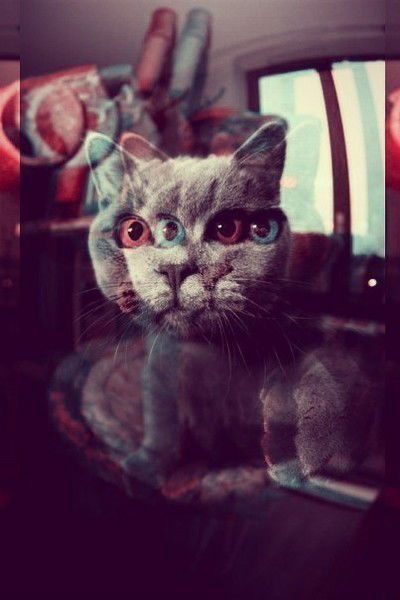 Антон Король