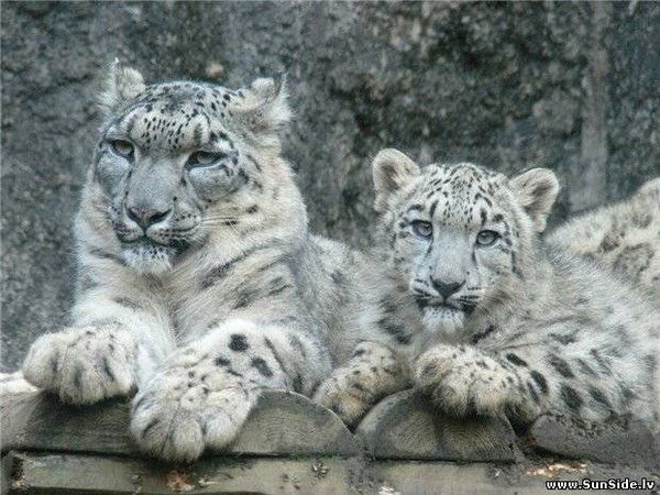 Вольдемар Васичкин