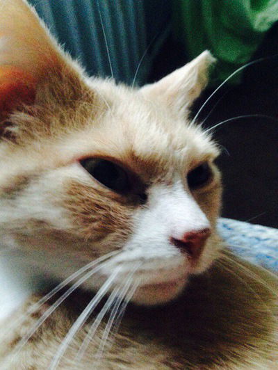 Николай Ефимов