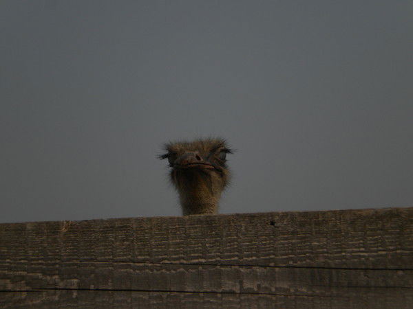 Александр Майоров