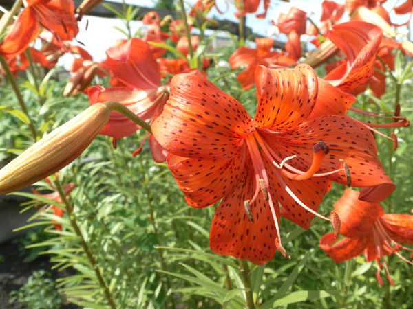 Владимир Фохт