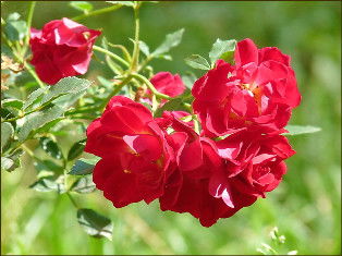 Лариса Дворцова