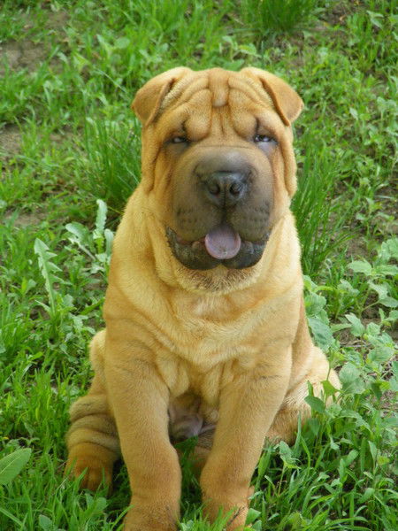 Денис Сироткин