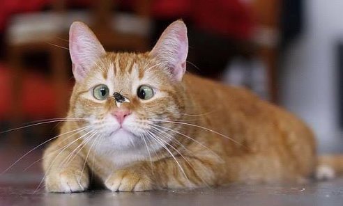 Александр Решонов