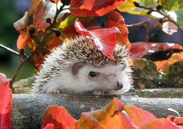 Николай Гредель