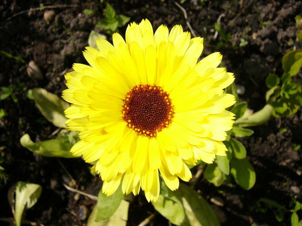 Екатерина 3052005