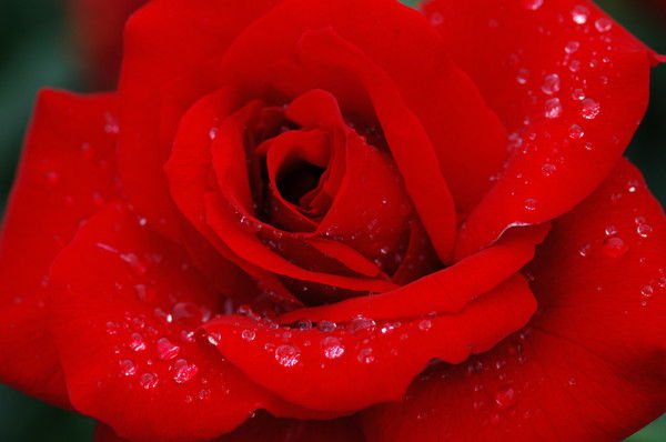 Надежда Мишина