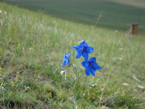 Валерий Денис