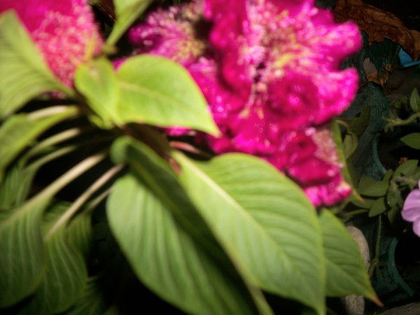 Танюшка Своя