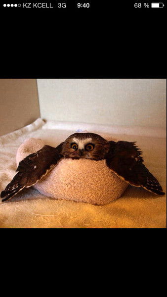 °•| Black_Kitty |•°