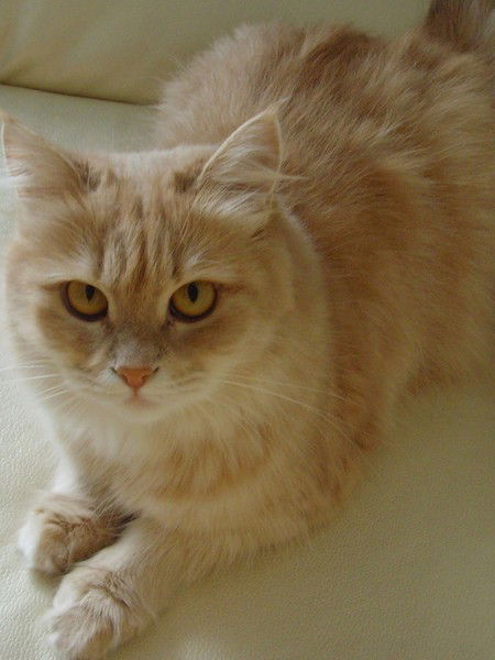 Светлана Афонина