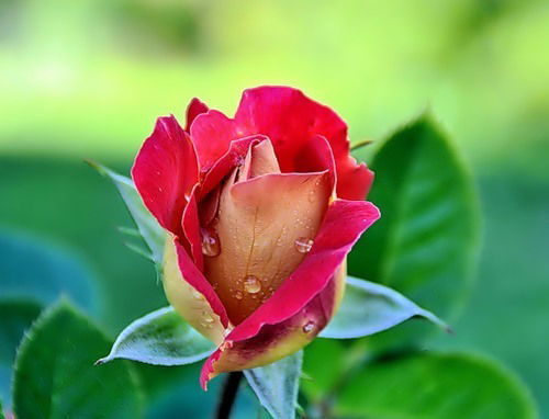 Наталья Дружинина