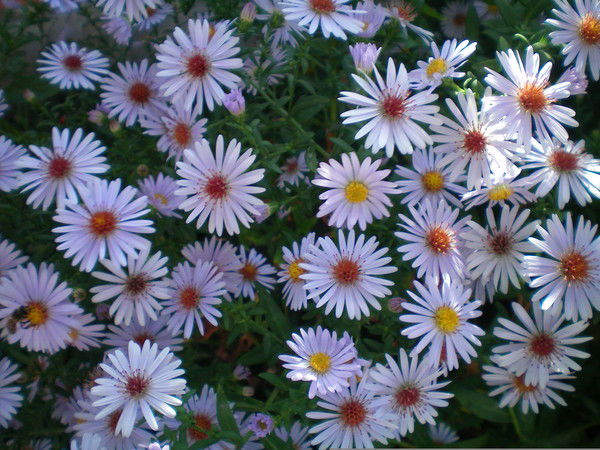 Ольга Малахова