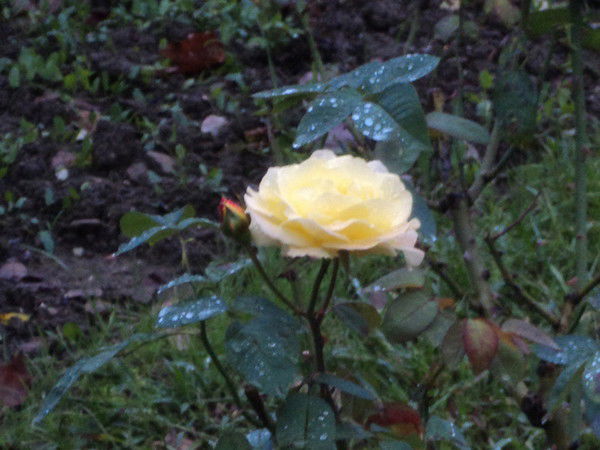 Данилова Татьяна